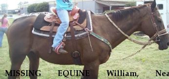 MISSING EQUINE William, Near Russelville , AL, 35654